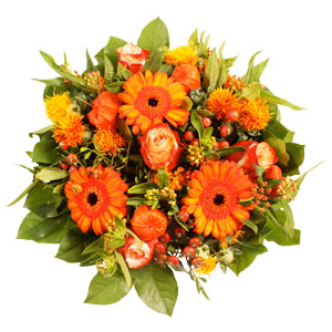 Aster