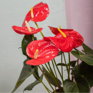 Anthurium rouge