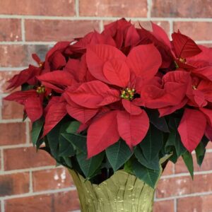 Poinsettia